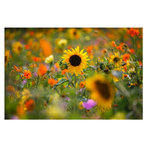 Fotografie Summer meadow with sunflowers, Westend61, 40 × 26.7 cm
