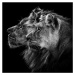 Fotografie Lion and Lioness Portrait, Laurent Lothare Dambreville, 40x40 cm