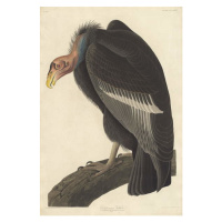 John James (after) Audubon - Obrazová reprodukce Californian Vulture, 1838, (26.7 x 40 cm)