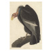 Obrazová reprodukce Californian Vulture, 1838, John James (after) Audubon, 26.7 × 40 cm