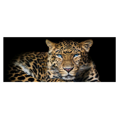 Euroart OBRAZ NA SKLE, zvířata cm