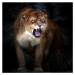 Fotografie Lion portrait, Santiago Pascual Buye, 40x40 cm