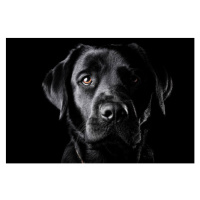 Fotografie Portrait of a black Labrador., Oszkr Dniel Gti, 40 × 26.7 cm