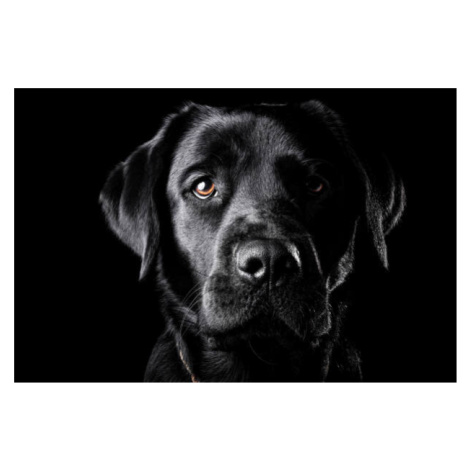 Fotografie Portrait of a black Labrador., Oszkr Dniel Gti, 40 × 26.7 cm