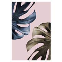 Fotografie Monstera Pink Light 01, Studio Collection, 26.7 × 40 cm