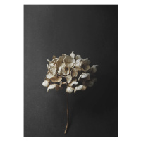 Paper Collective designové moderní obrazy Still Life 04 - Hydrangea (100 x 140 cm)