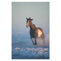 Fotografie Horse  running through surf, evening, John Giustina, (26.7 x 40 cm)