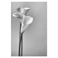 Fotografie Calla lilies, Svetl, (26.7 x 40 cm)