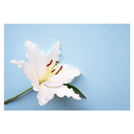 Fotografie One Easter lily white flower over blue background, Anna Blazhuk, 40 × 26.7 cm