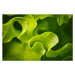 Umělecká fotografie Salad background. XXXL, tuchkovo, (40 x 26.7 cm)