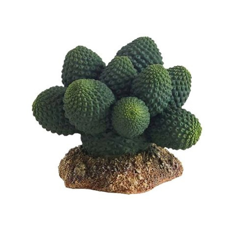 Hobby Kaktus Atacamma 7 cm