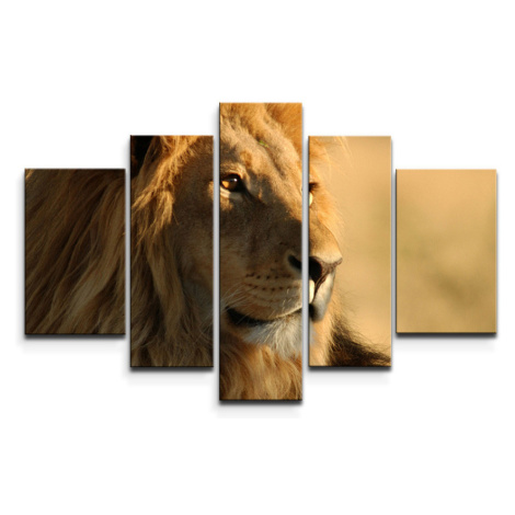 Obraz - 5-dílný Lev 3 - 125x90 cm