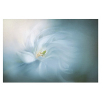 Fotografie Floral Ballet, Jacky Parker, 40 × 26.7 cm