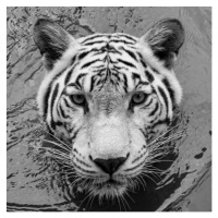 Fotografie High angle portrait of white tiger,Songkhla,Thailand, Edson Reyes / 500px, 40 × 40 cm