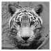 Fotografie High angle portrait of white tiger,Songkhla,Thailand, Edson Reyes / 500px, 40 × 40 cm