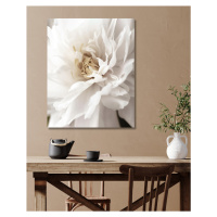 Obrazy na stěnu - Detail bílé květiny Rozměr: 80x100 cm, Rámování: vypnuté plátno na rám
