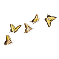 Fotografie Tiger Swallowtail Butterfly, Liliboas, 40 × 26.7 cm