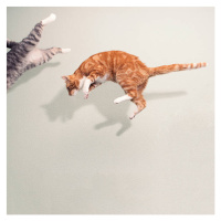 Umělecká fotografie Cats in mid air against white wall, Paula Daniëlse, (40 x 40 cm)