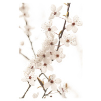 Fotografie Blossoming, Sisi & Seb, (26.7 x 40 cm)