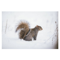 Umělecká fotografie Fluffy friend,Close-up of gray squirrel on, SAMANTHA MEGLIOLI / 500px, (40 x