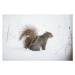 Fotografie Fluffy friend,Close-up of gray squirrel on, SAMANTHA MEGLIOLI / 500px, 40 × 26.7 cm