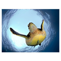 Fotografie Green Turtle in Snells Window, Henry Jager, 40 × 30 cm