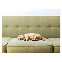 Fotografie Puppy sleeping on sofa, Jessica Peterson, 40x30 cm