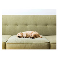 Fotografie Puppy sleeping on sofa, Jessica Peterson, 40 × 30 cm