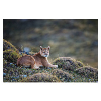 Fotografie A puma laying in tuft grass, Jami Tarris, 40 × 26.7 cm