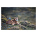 Fotografie A puma laying in tuft grass, Jami Tarris, 40 × 26.7 cm