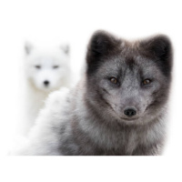 Fotografie Close up of two arctic foxes, Jean Landry, 40x26.7 cm