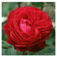 Růže Kordes 'Tiamo' 2 litry