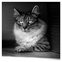 Fotografie Close-up portrait of cat sitting, Mariusz Chlebowicz / 500px, (40 x 40 cm)