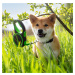 Vsepropejska Lead samonavíjecí vodítko pro psa | 5 m Barva: Černo-zelená, Délka vodítka: 5 m