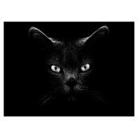 Umělecká fotografie Black Cat, Antonio Grambone, (40 x 30 cm)