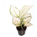 Aglaonema 'White Joy' květináč 12cm