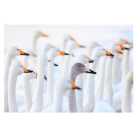 Fotografie Unique swan, High quality images of Japan and nature, 40 × 26.7 cm