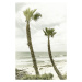 Fotografie La Jolla palm trees | Vintage, Melanie Viola, 26.7 × 40 cm