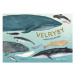 Velryby - Kelsey Oseid