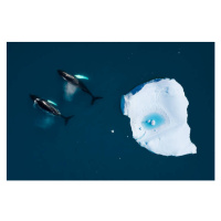 Fotografie aerial view of whales swimming among icebergs, Monica Bertolazzi, 40 × 26.7 cm