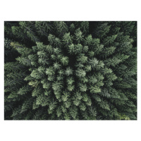 Fotografie Moody forest from above, Christian Lindsten, 40x30 cm