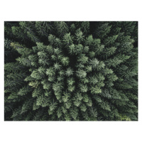 Fotografie Moody forest from above, Christian Lindsten, 40 × 30 cm