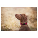 Vsepropejska Lava obojek s podšívkou pro psa | 33 - 58 cm Barva: Růžová, Obvod krku: 46 - 58 cm,