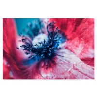 Fotografie Extreme macro of a red poppy flower, oxygen, 40x26.7 cm