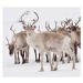 Fotografie Reindeer with antlers, Eva Mrtensson, 40 × 40 cm