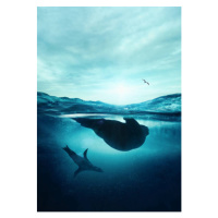 Fotografie Underwater seals, SEAN GLADWELL, 26.7 × 40 cm