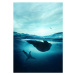 Fotografie Underwater seals, SEAN GLADWELL, 26.7 × 40 cm