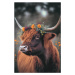 Fotografie Highland Cow With Flowers, Treechild, 26.7x40 cm