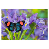 Fotografie Tropical butterfly on blue iris, Darrell Gulin, 40x26.7 cm