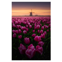 Fotografie Tulip Mania, SANDEEP MATHUR, 26.7 × 40 cm